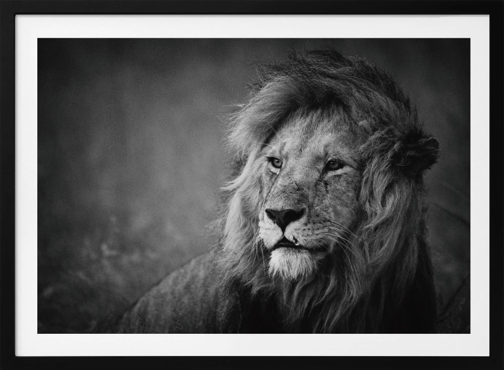 Regal | Affisch