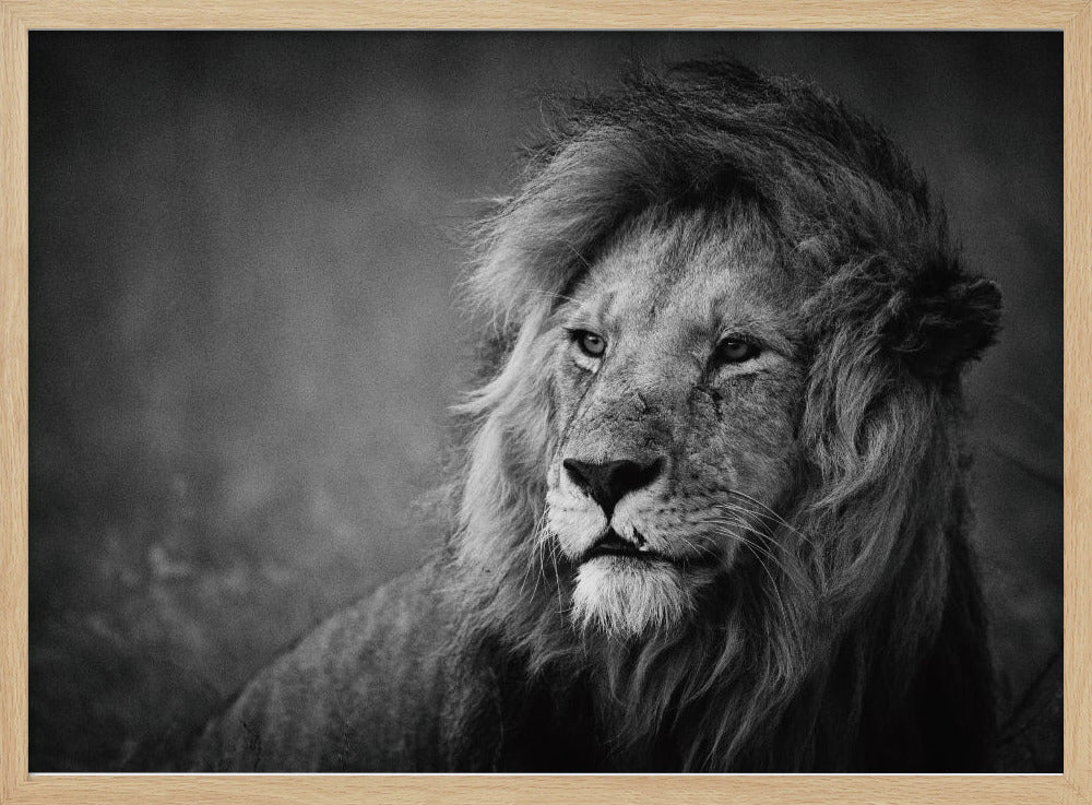 Regal | Affisch