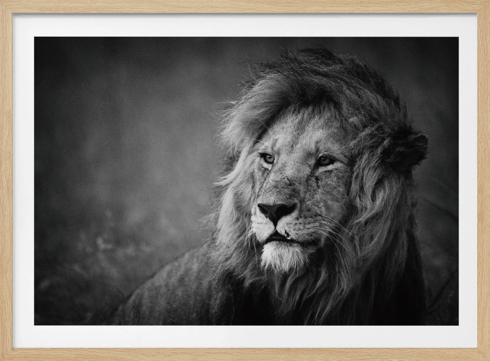 Regal | Affisch