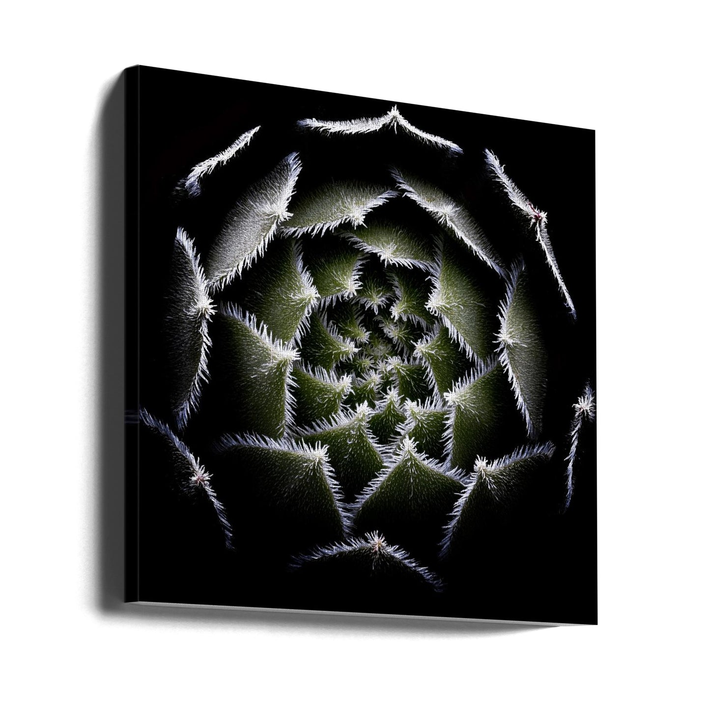 Sempervivum-rosett | Canvas