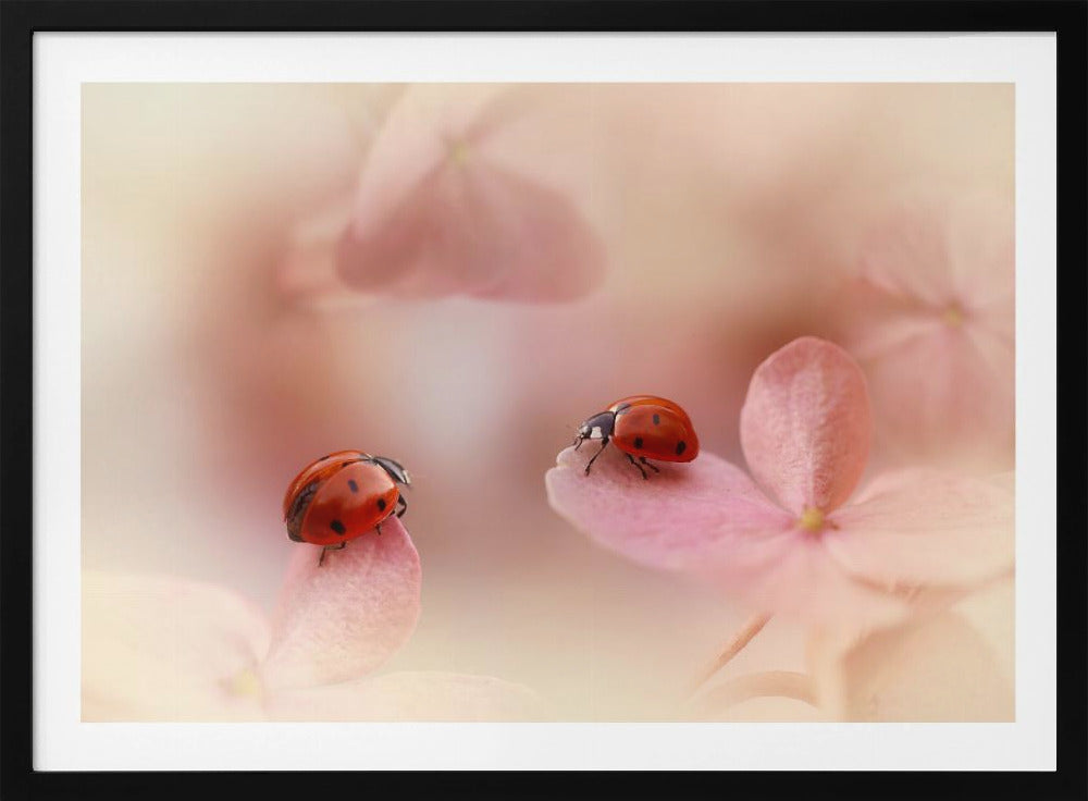 Nyckelpigor på rosa hortensia. | Poster