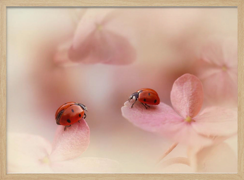 Nyckelpigor på rosa hortensia. | Poster