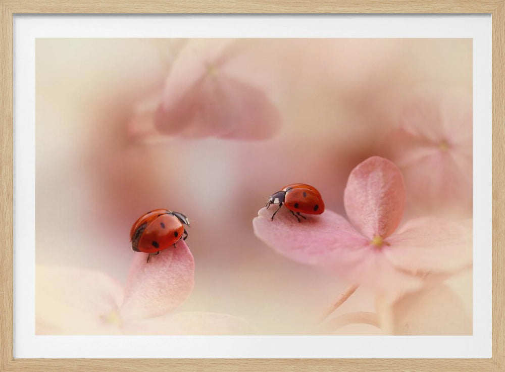 Nyckelpigor på rosa hortensia. | Poster