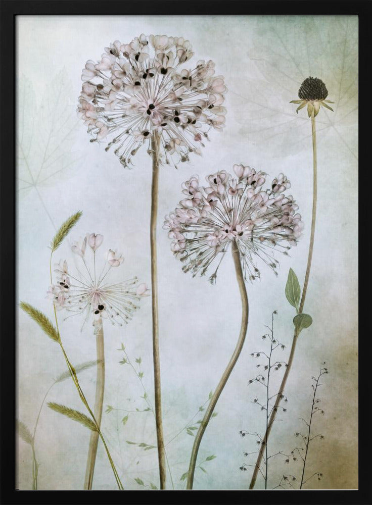 Allium | Poster