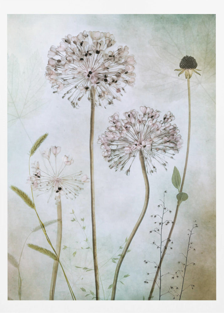 Allium | Poster