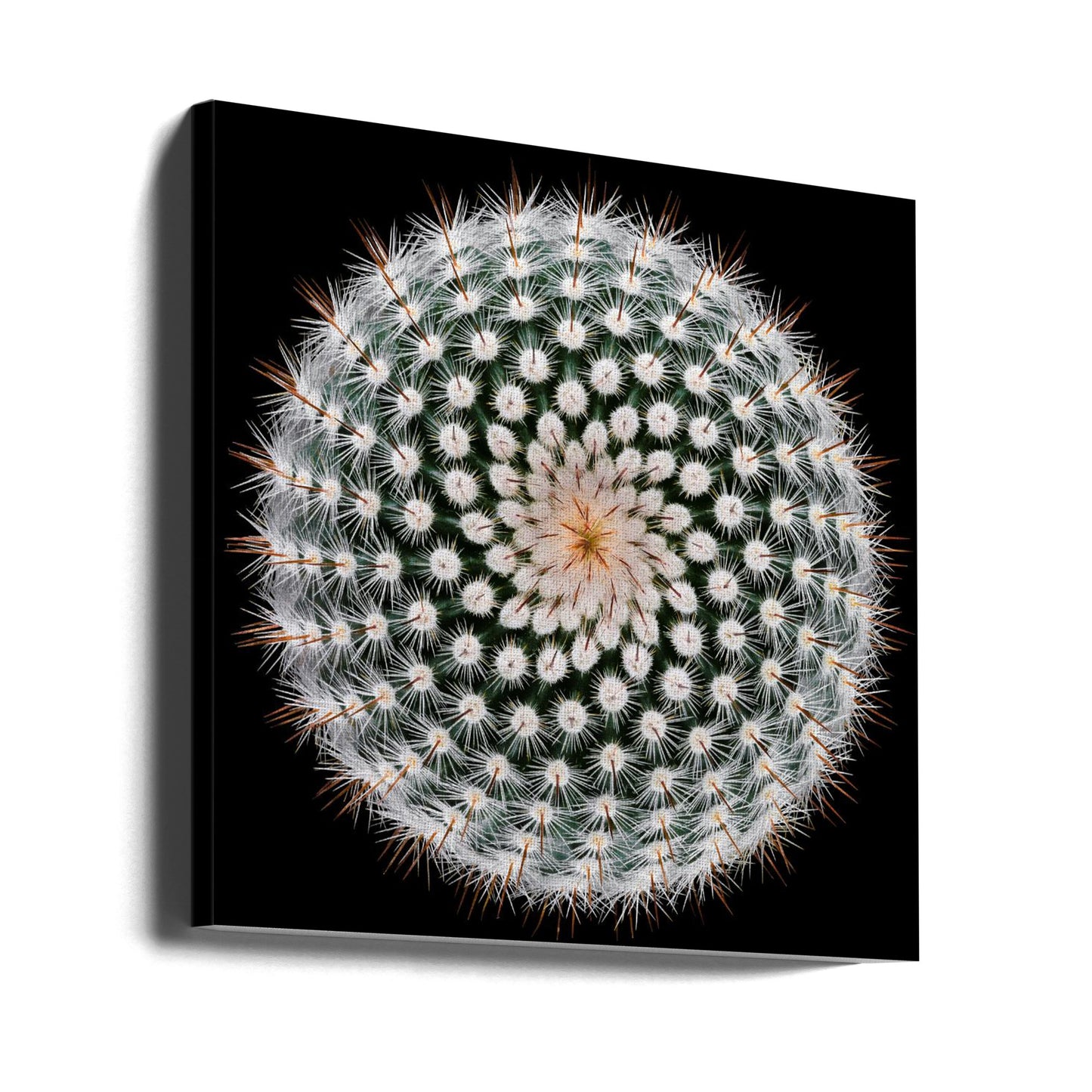 Notocactus scopa | Duk
