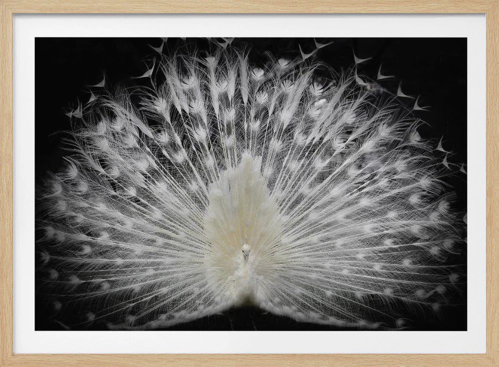 svart och vitt, | Poster