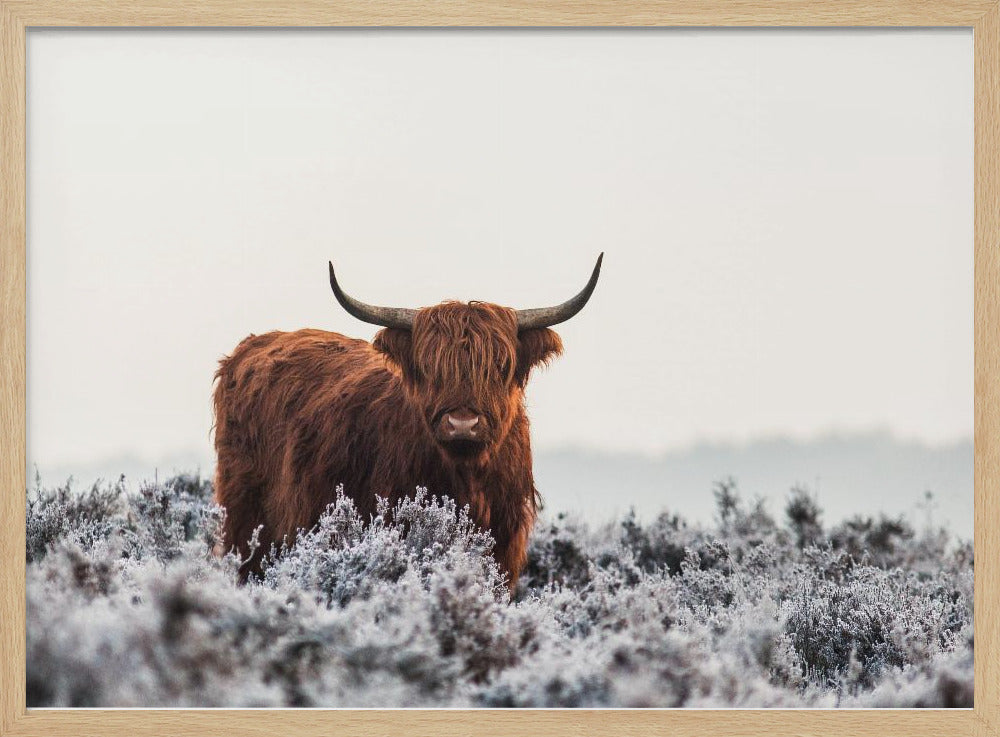 Highlander | Poster - Kunstdruck