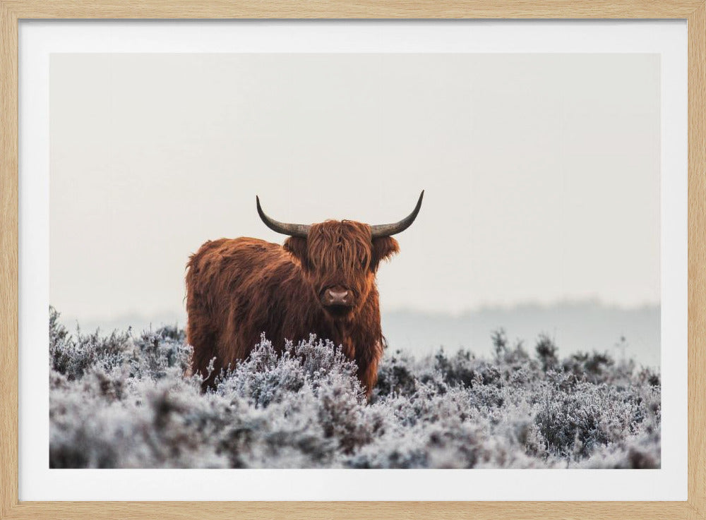 Highlander | Poster - Kunstdruck