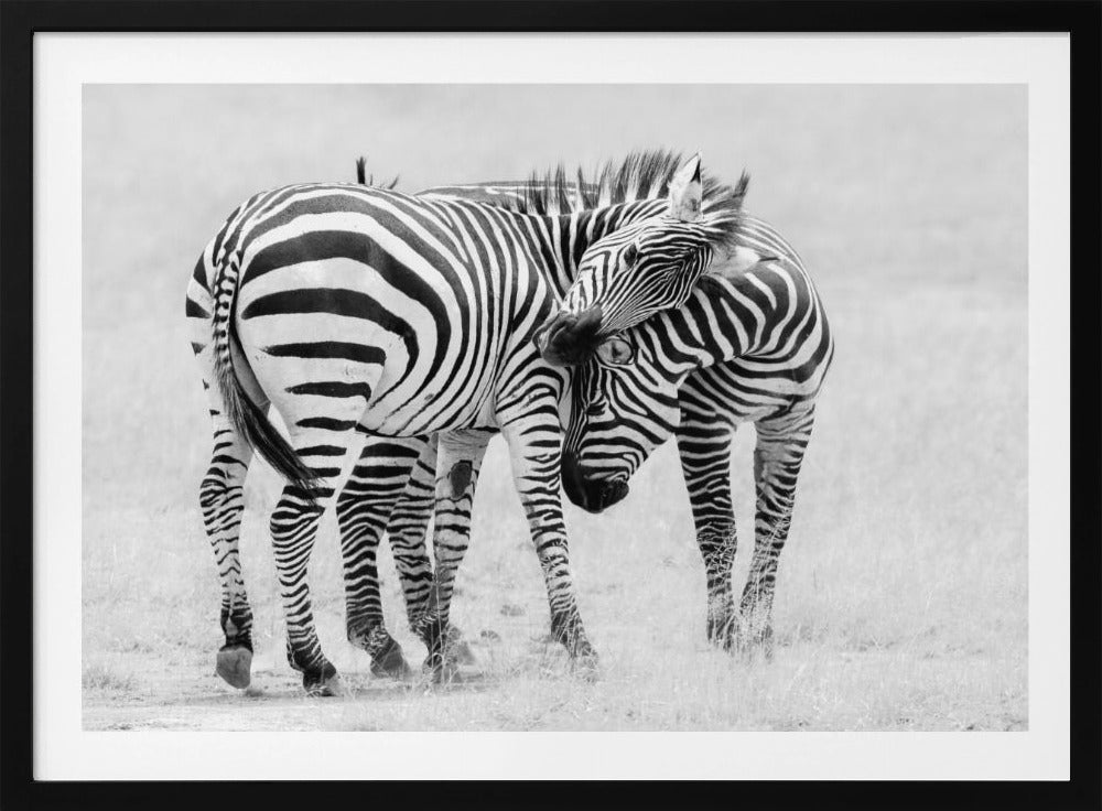 Momento tenero | Poster - Stampe d’Arte