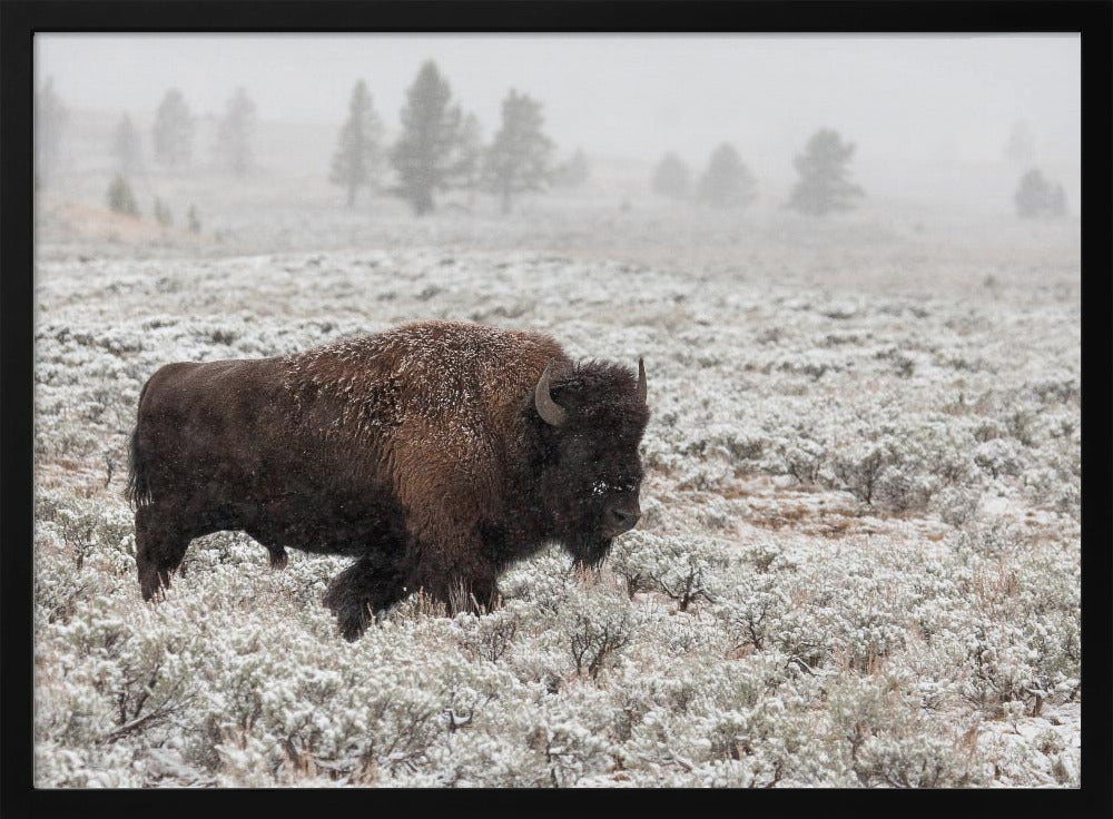 Senhöst Yellowstone | Poster