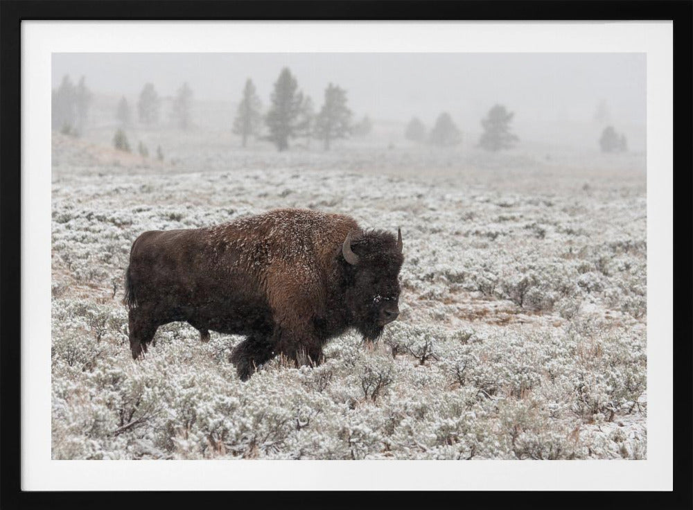 Senhöst Yellowstone | Poster