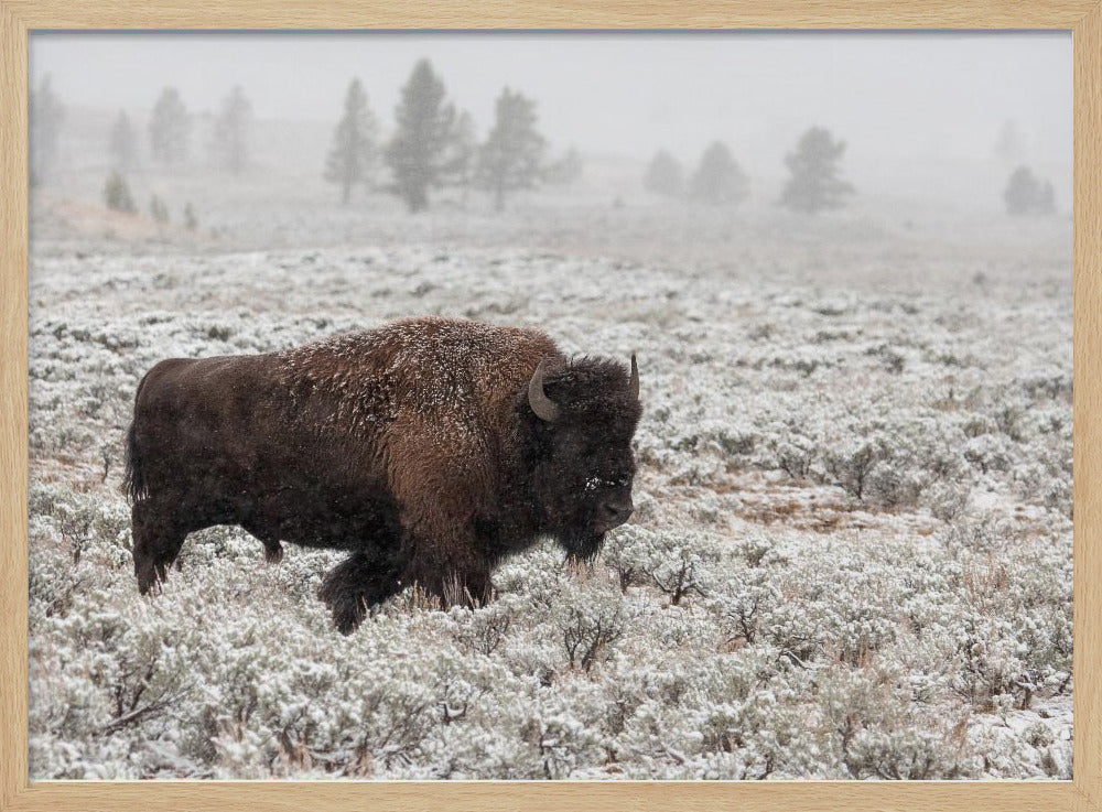 Senhöst Yellowstone | Poster