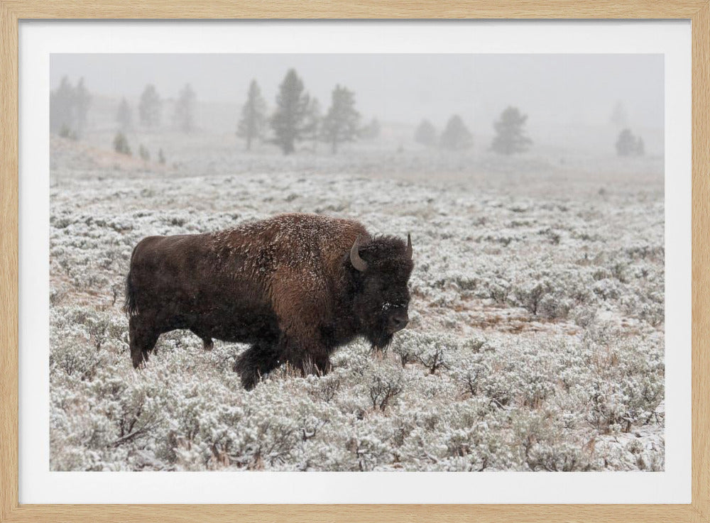 Senhöst Yellowstone | Poster