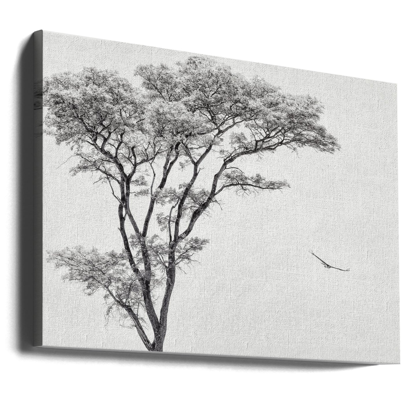 the African eagle | Canvas