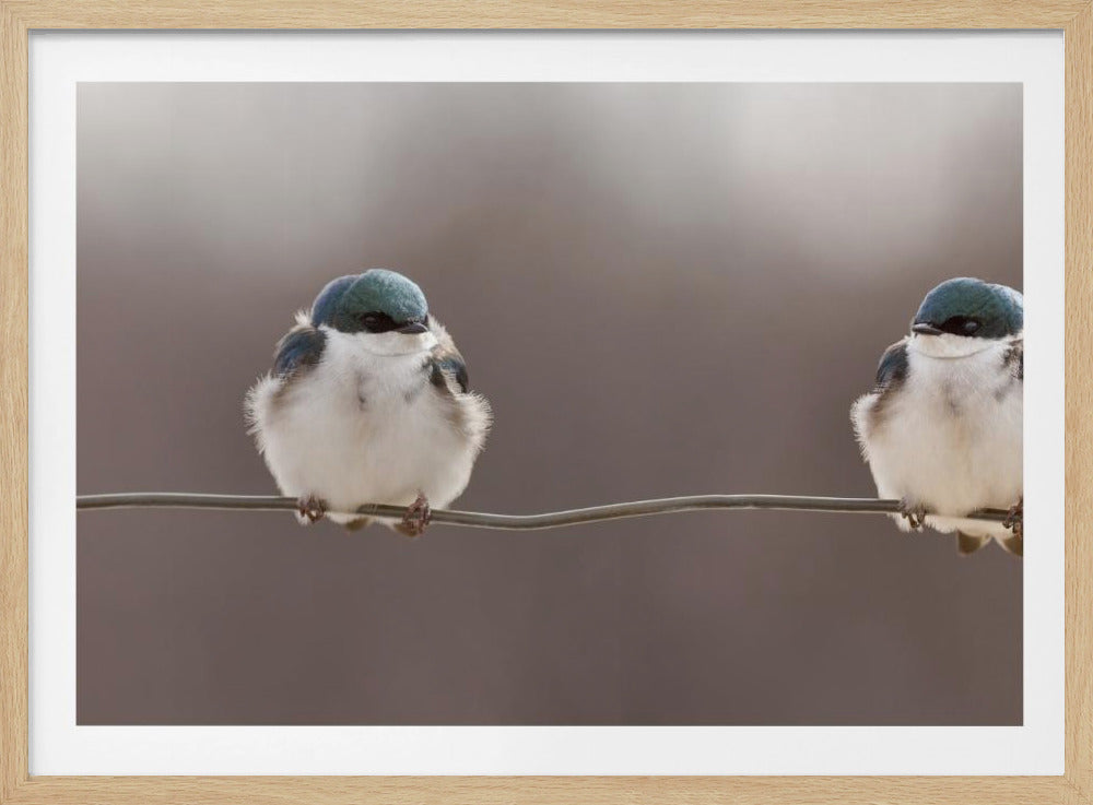 Fåglar på en tråd | Poster