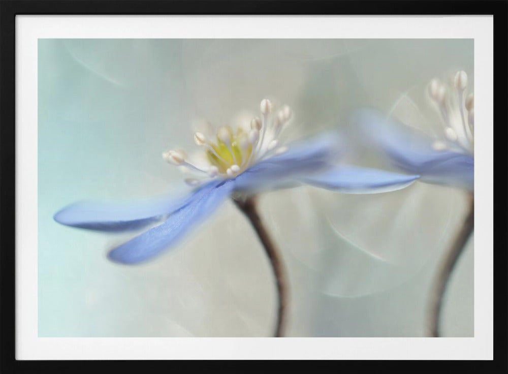 Dansande anemoner | Poster