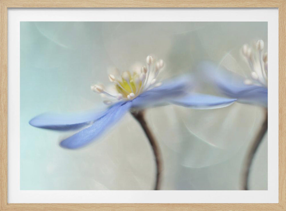 Dansande anemoner | Poster