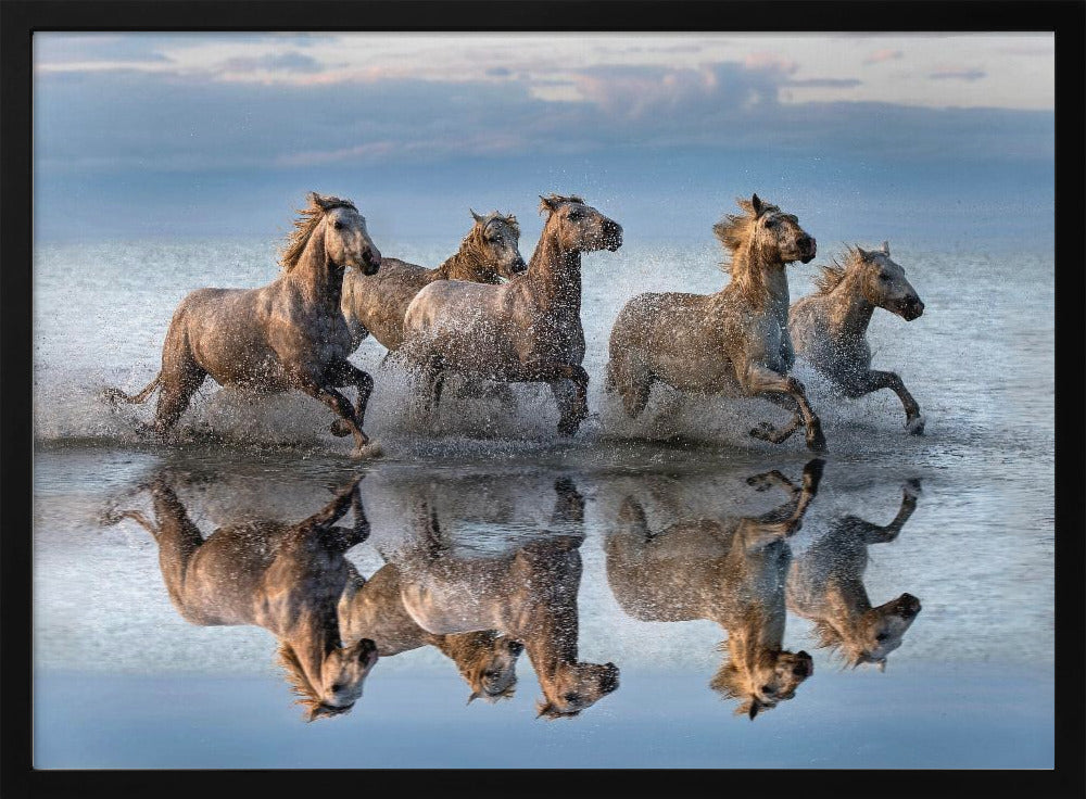 Hästar och reflektion | Poster