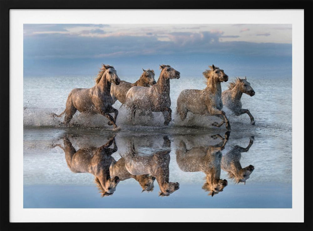Hästar och reflektion | Poster