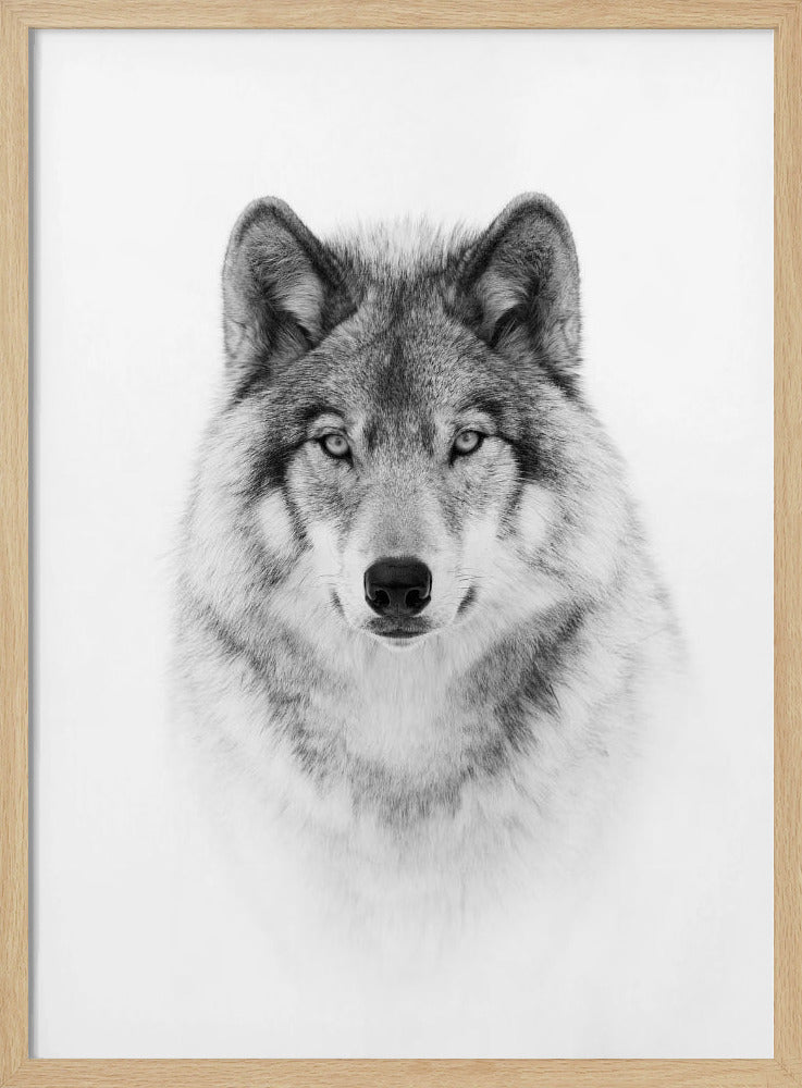 Porträtt av en skogsvarg | Poster