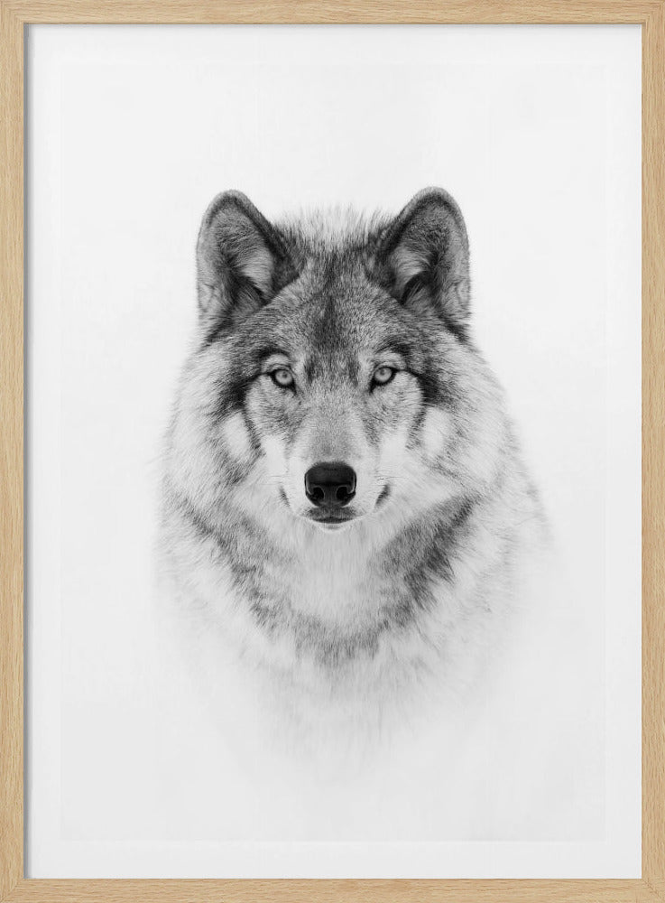 Porträtt av en skogsvarg | Poster