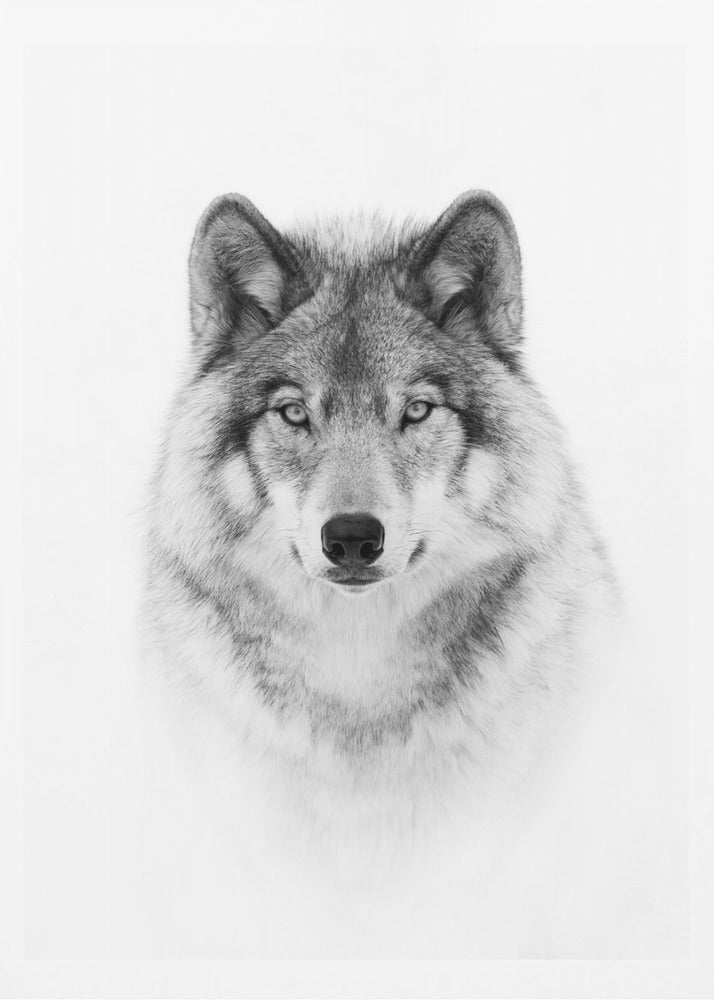 Porträtt av en skogsvarg | Poster