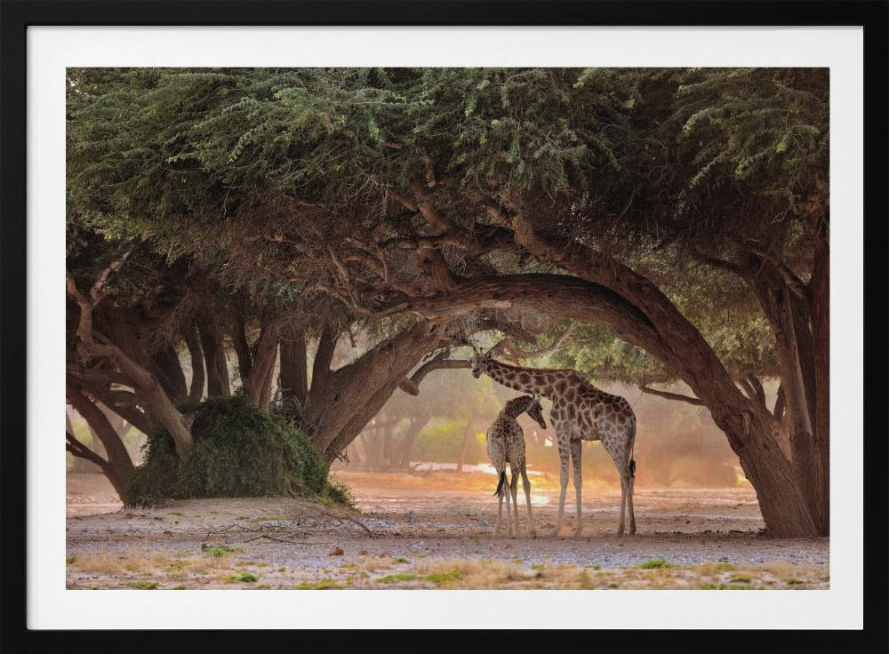 Giraff - Namibia | Poster