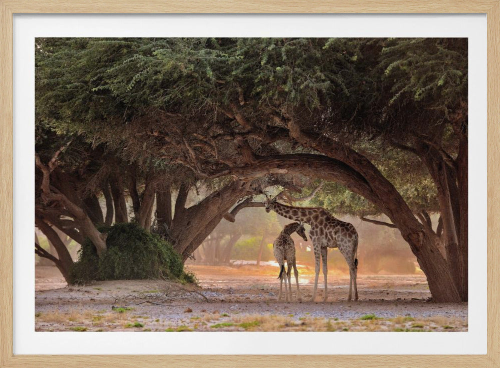 Giraff - Namibia | Poster