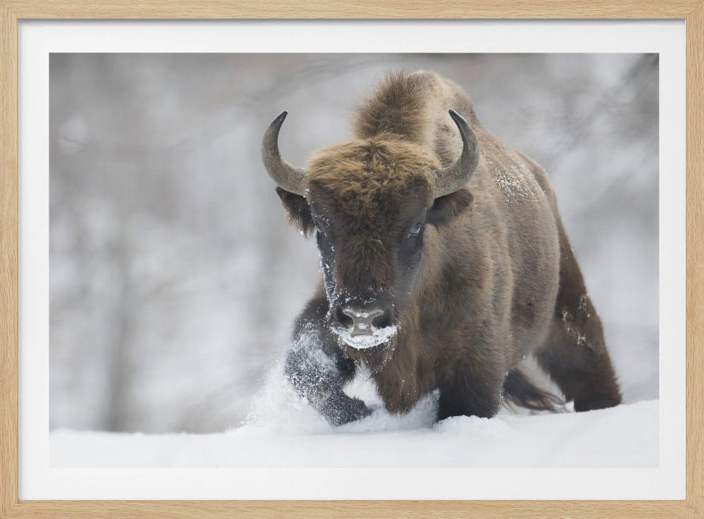 Återförvildad | Poster