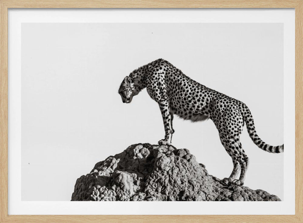 der Jäger | Poster - Kunstdruck