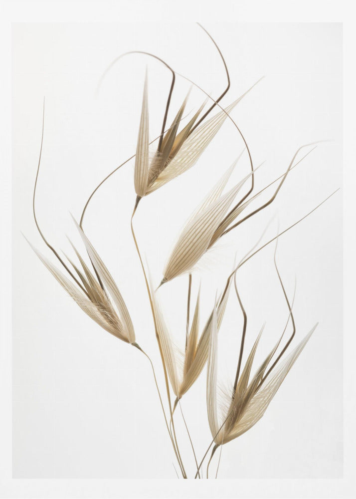 Naturens delikatesser | Poster