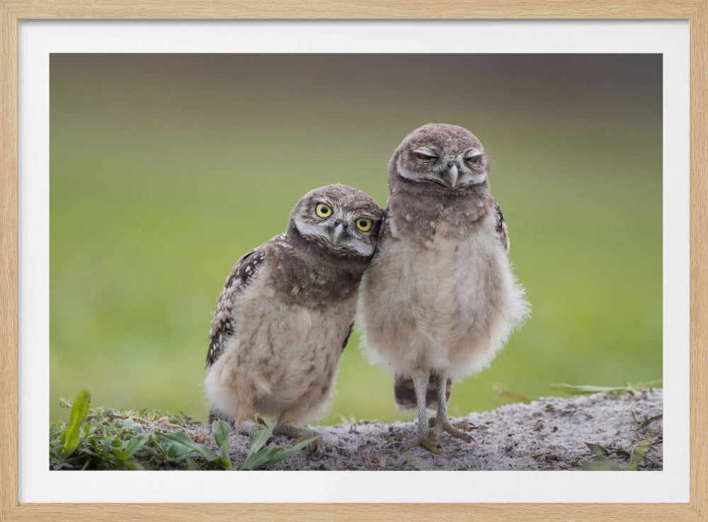 Freunde | Poster - Kunstdruck