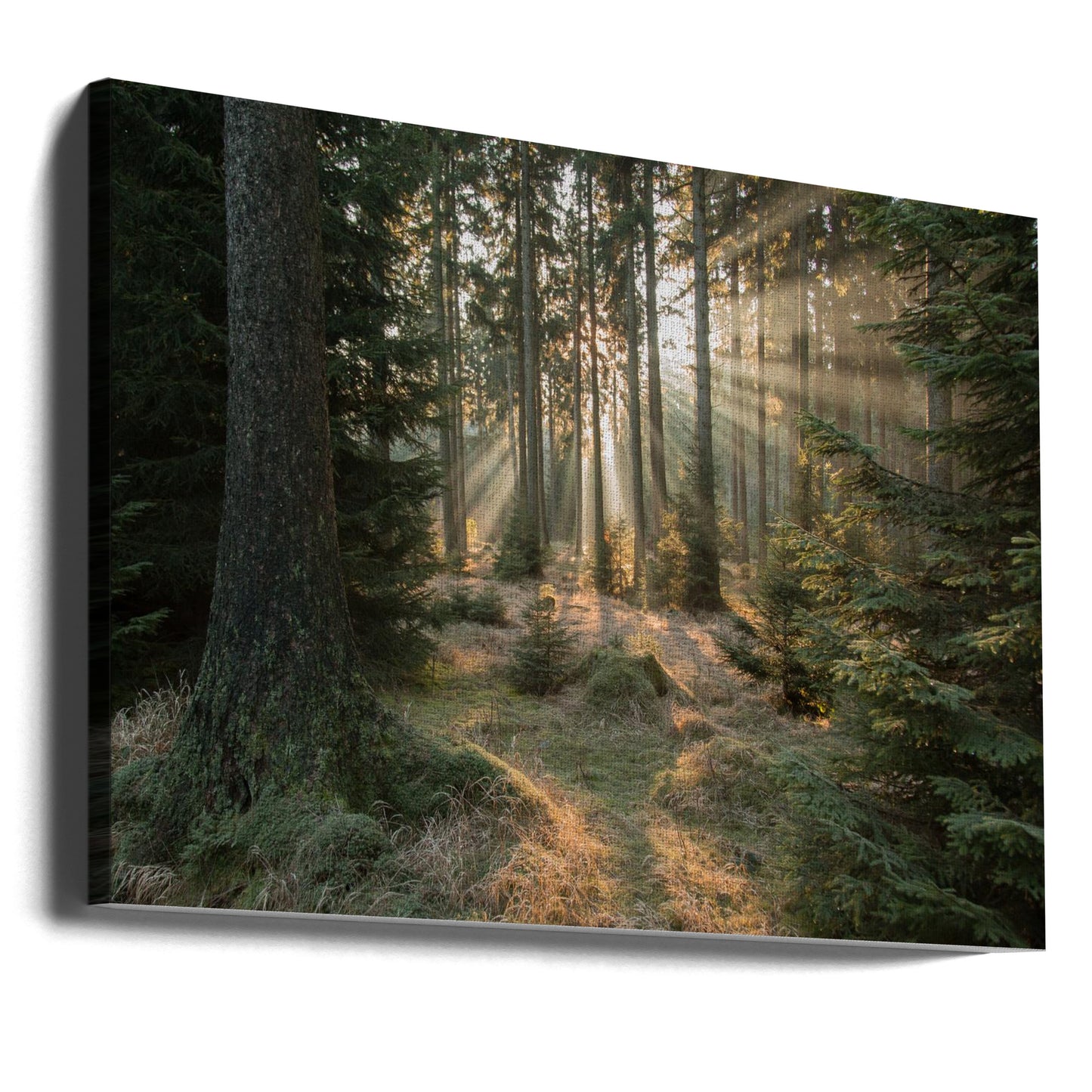 Rays, part 2 | Canvas