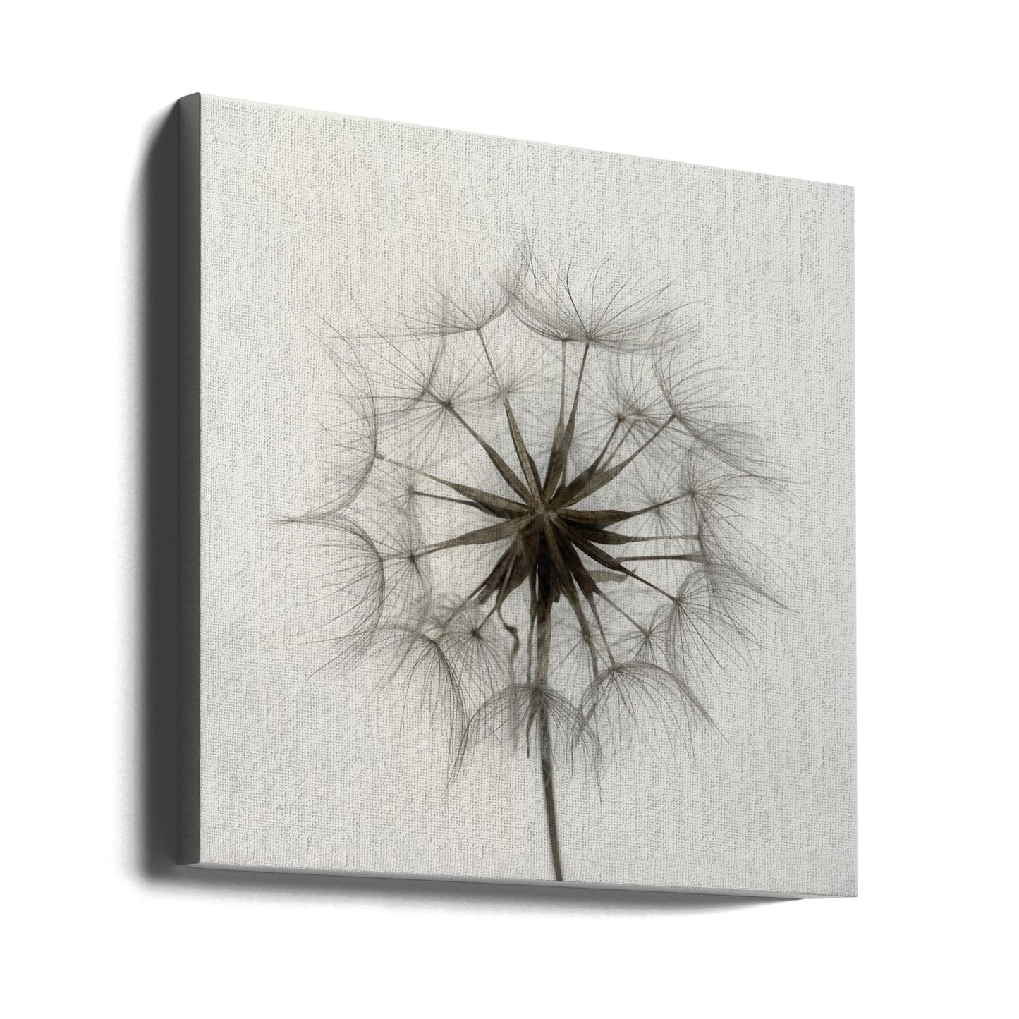 Tragopogon | Canvas