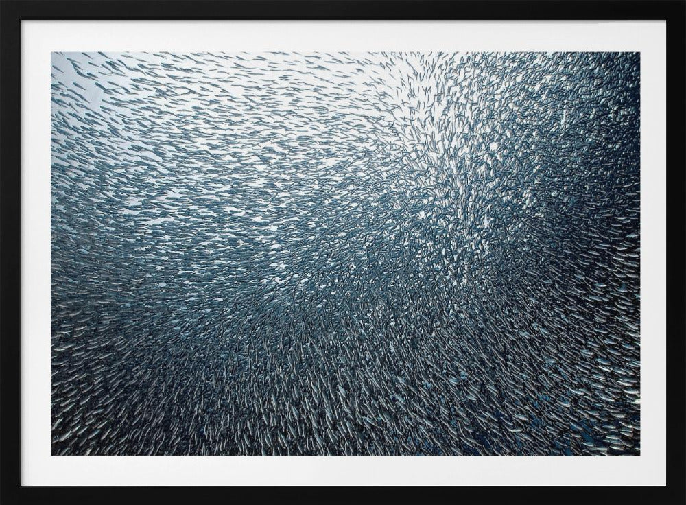 Sardiner Fyrverkeri | Poster