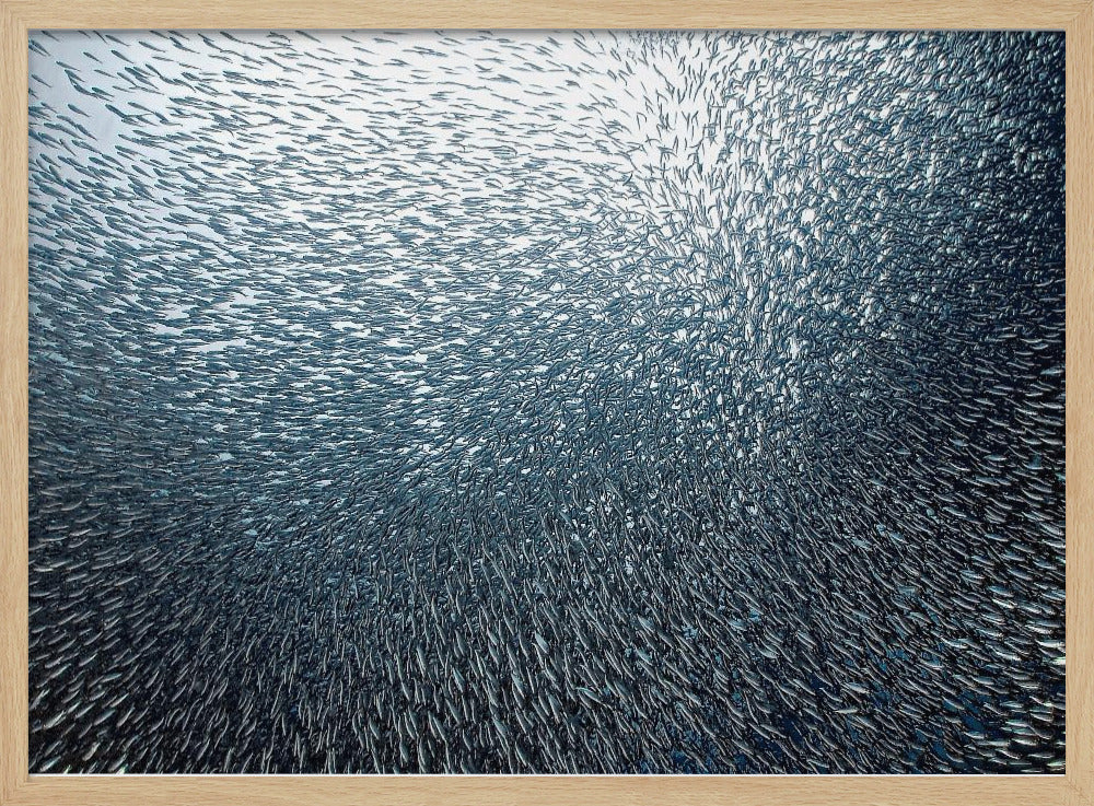 Sardiner Fyrverkeri | Poster