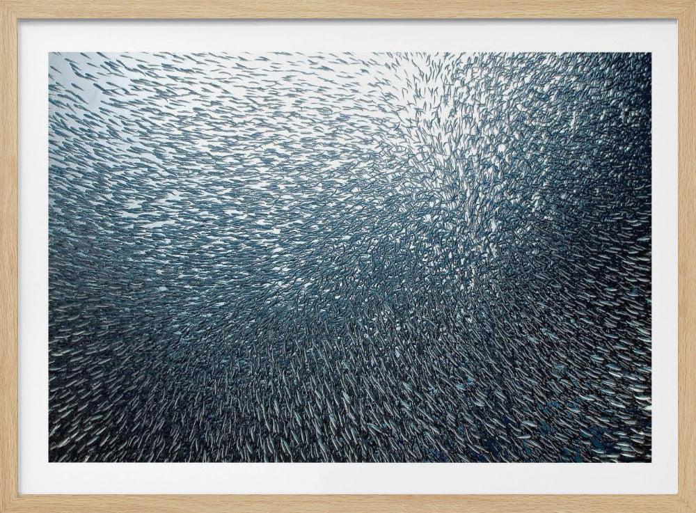 Sardiner Fyrverkeri | Poster