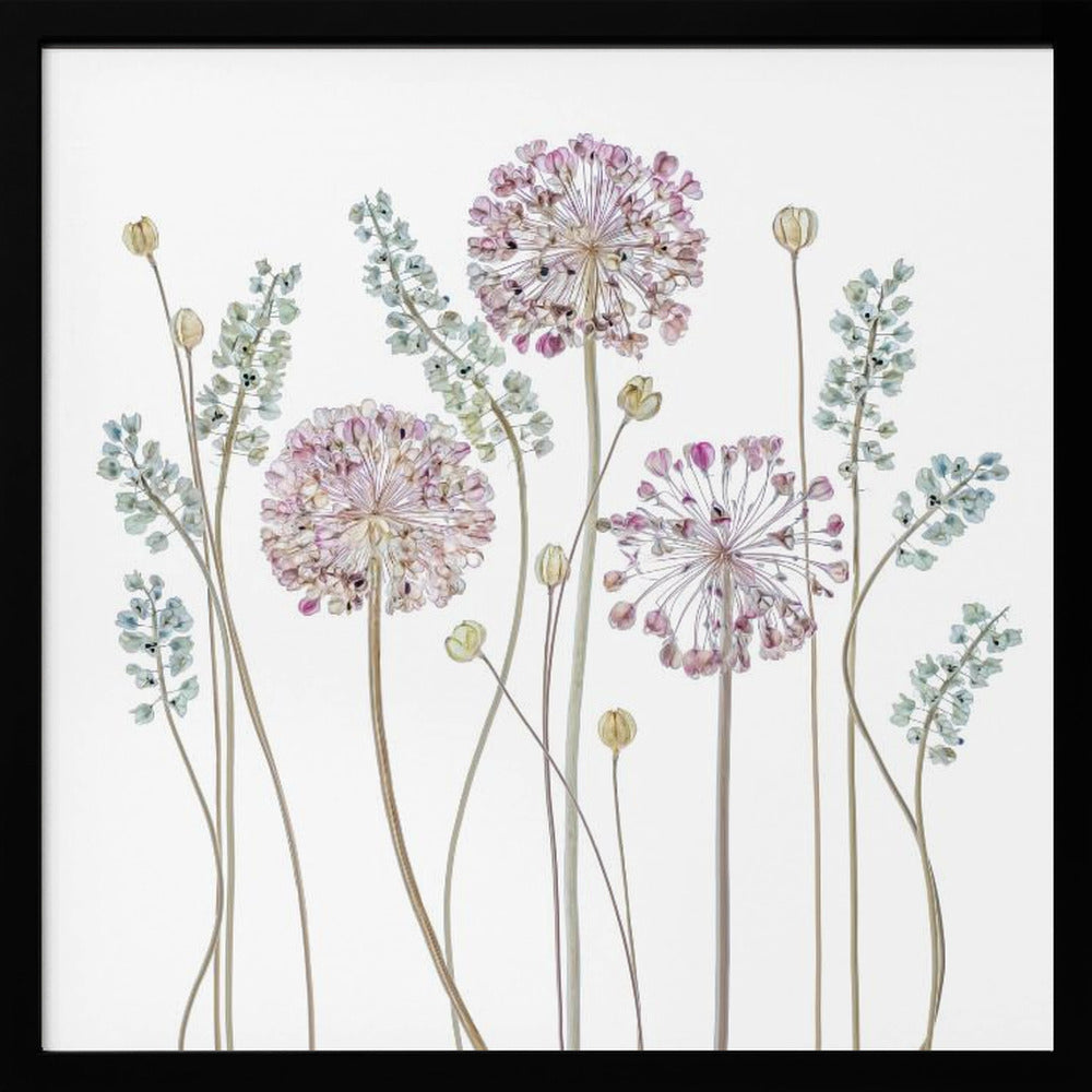 Allium | Poster
