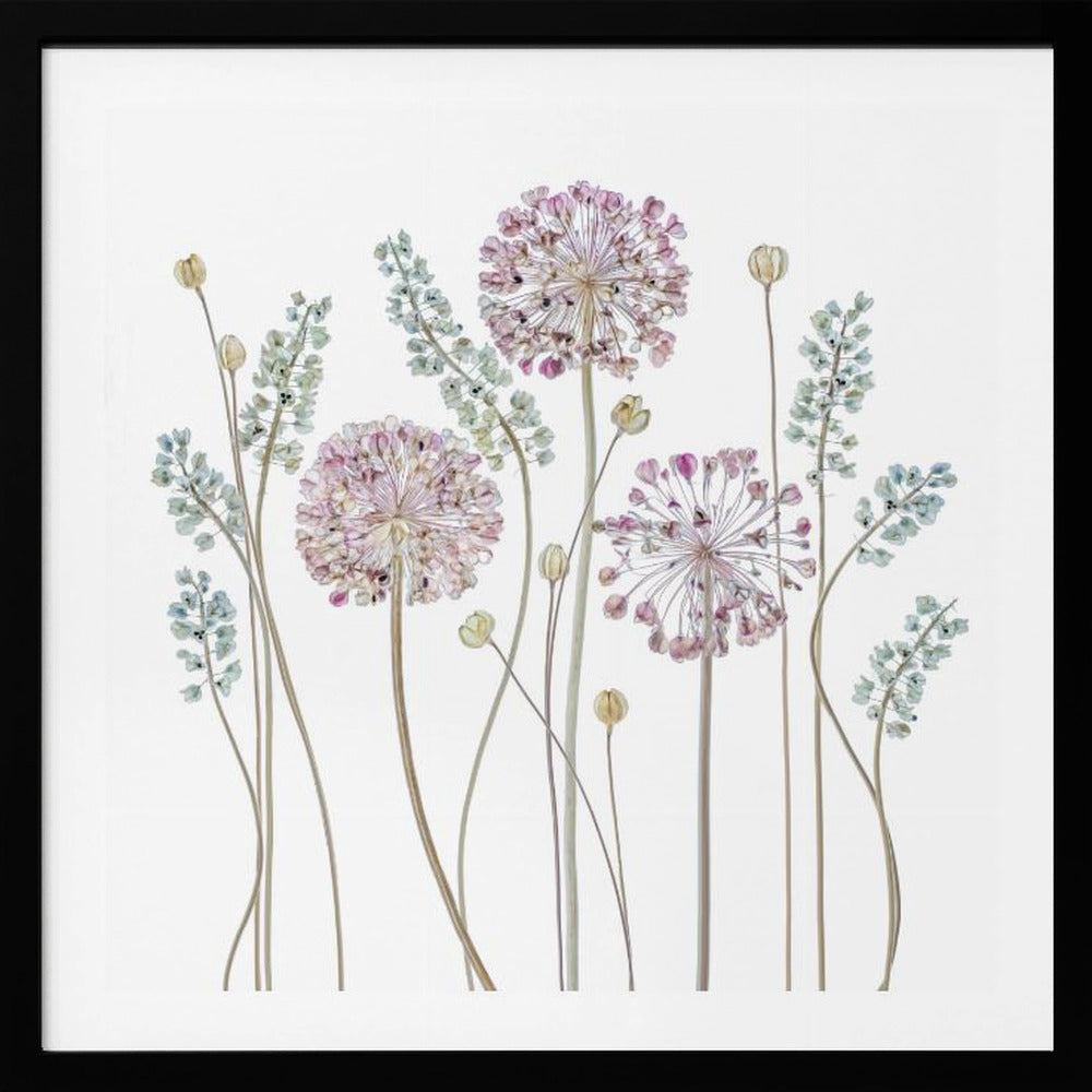 Allium | Poster