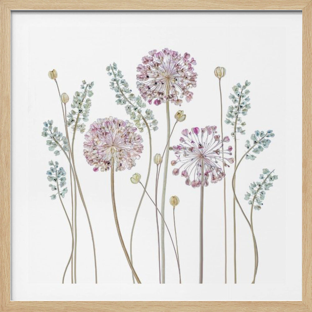 Allium | Poster