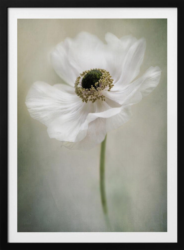 Enkel vit | Poster