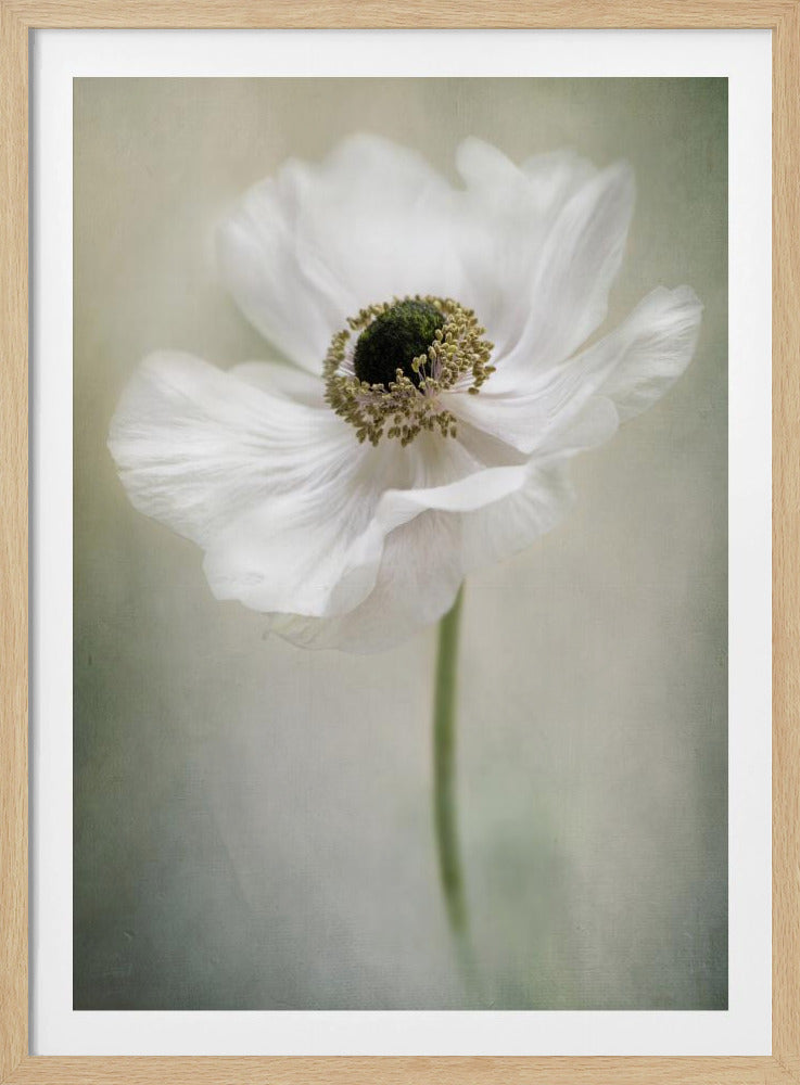 Enkel vit | Poster