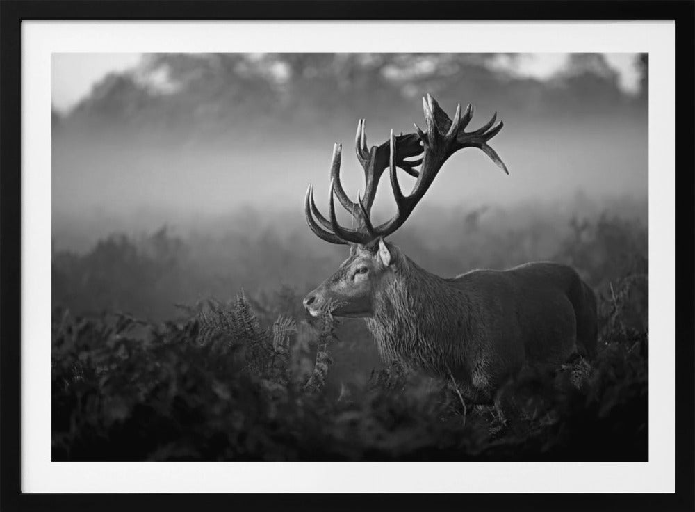 Solig morgon | Poster