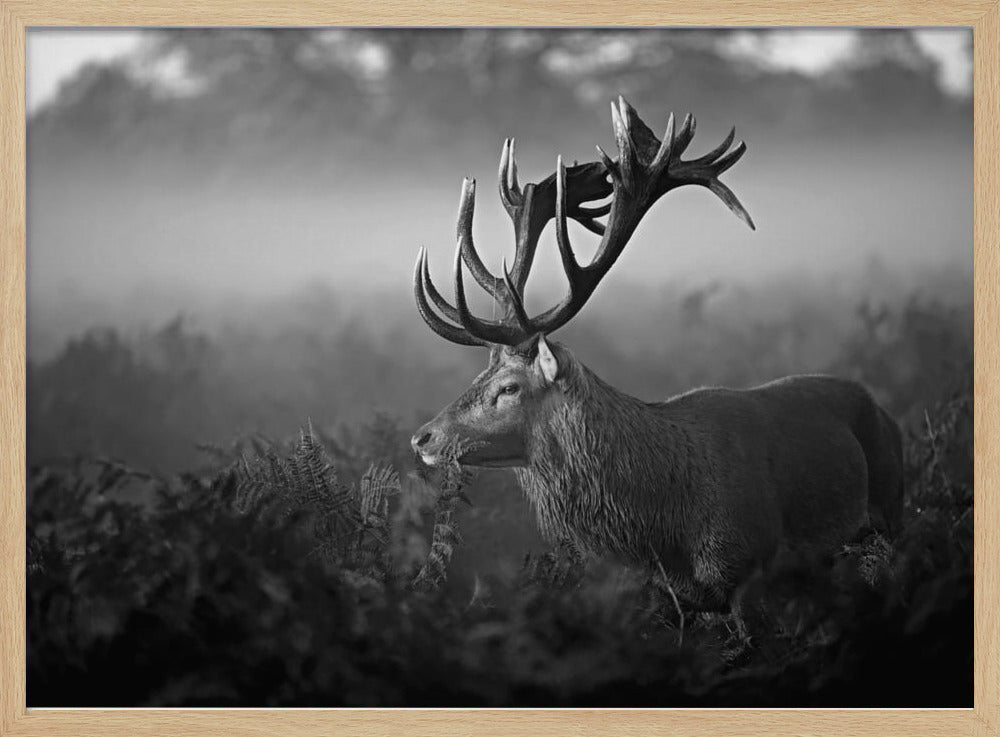 Solig morgon | Poster
