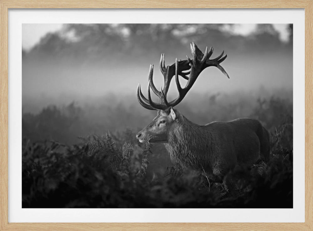 Solig morgon | Poster