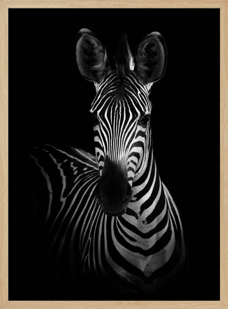 Zebran | Poster