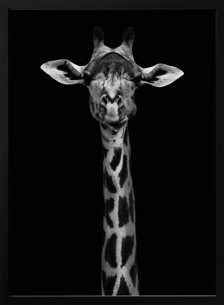 Giraffporträtt | Poster