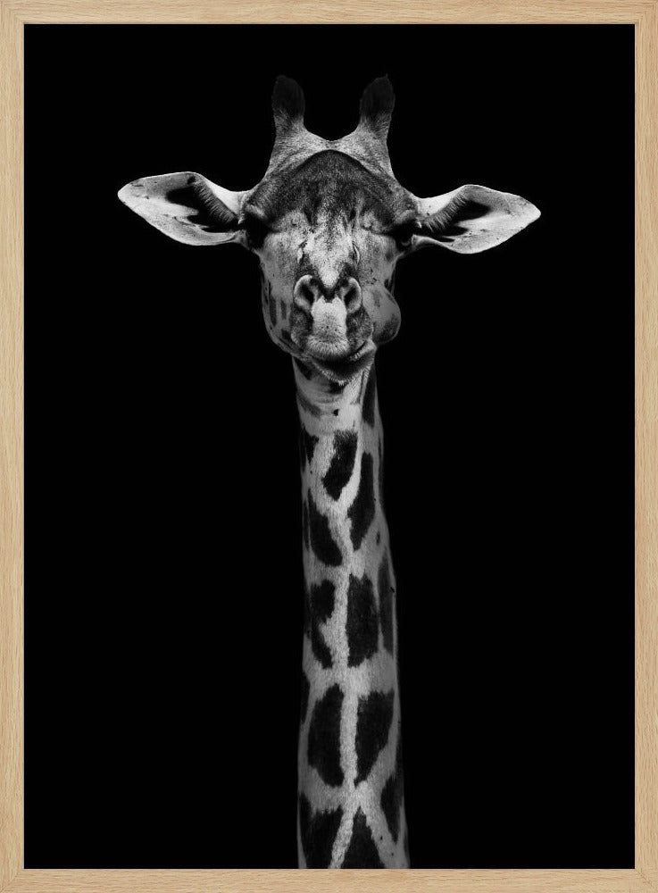 Giraffporträtt | Poster