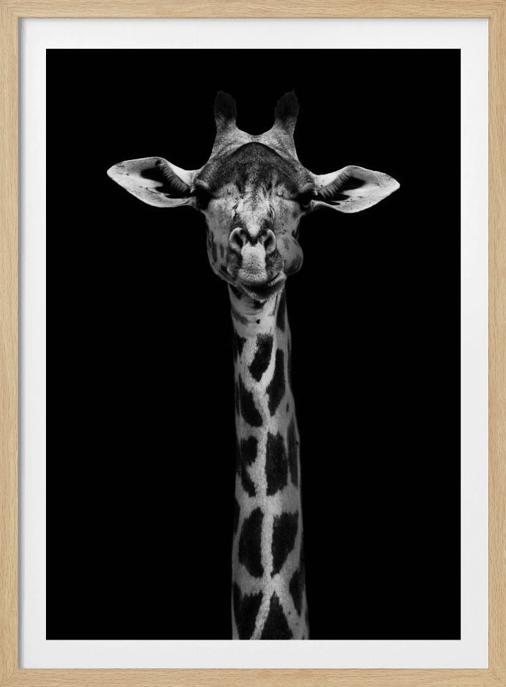 Giraffporträtt | Poster